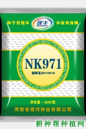 NK971玉米品种好不好？