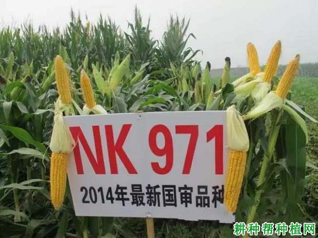 NK971玉米品种好不好？