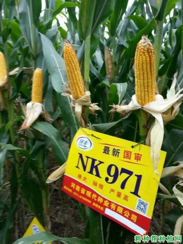 NK971玉米品种好不好？