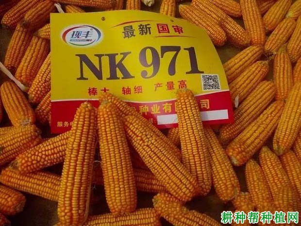 NK971玉米品种好不好？