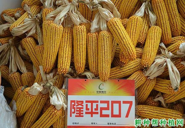 隆平207玉米品种好不好？