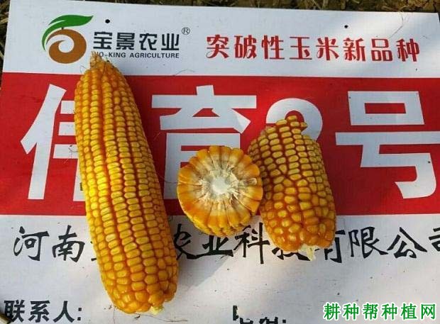 伟育2号玉米品种好不好？