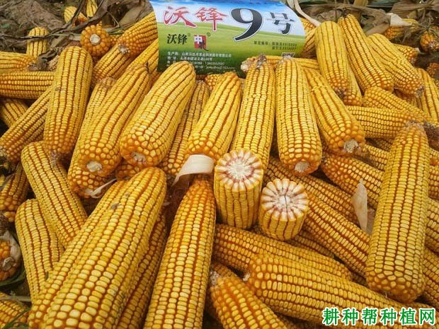 沃锋9号玉米品种好不好？