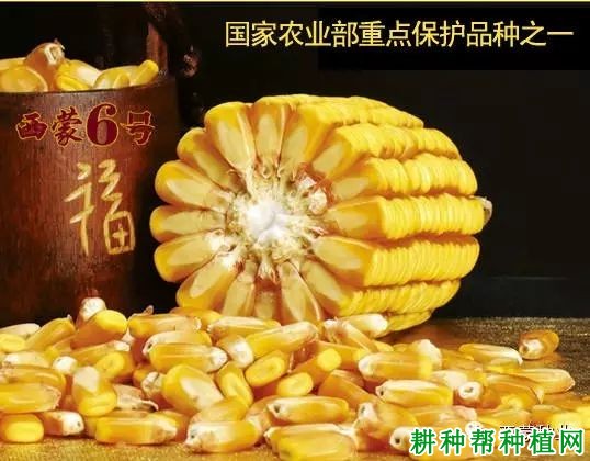 西蒙6号玉米品种好不好？