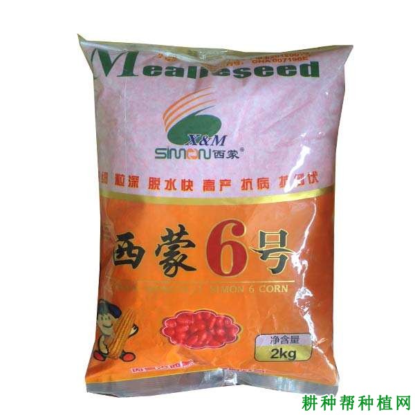 西蒙6号玉米品种好不好？