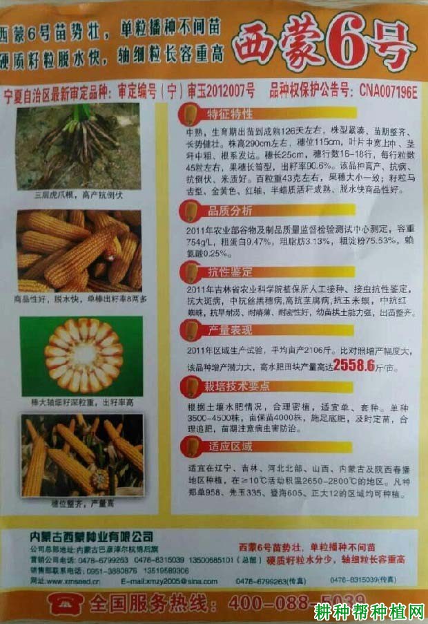 西蒙6号玉米品种好不好？