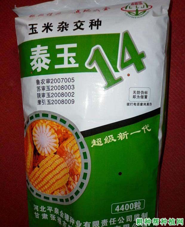 泰玉14号玉米品种好不好？