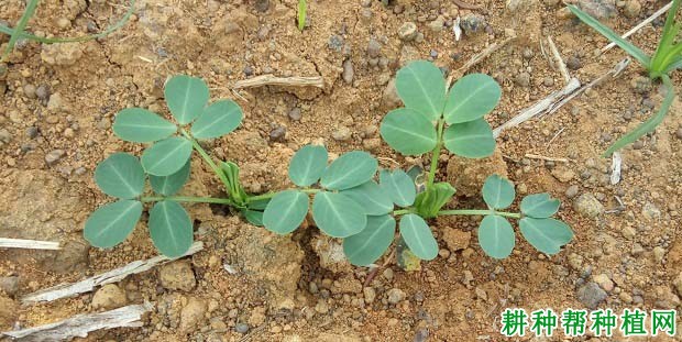 种植花生为什么要炼苗和清棵？