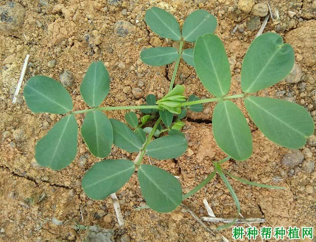 种植花生为什么要炼苗和清棵？