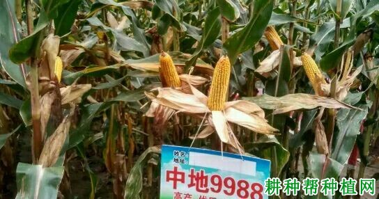 中地9988玉米品种好不好？