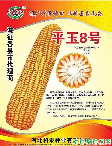 平玉8号玉米品种好不好？