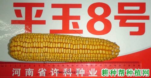 平玉8号玉米品种好不好？