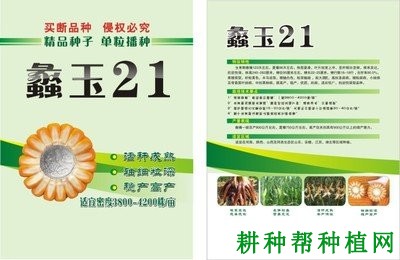 蠡玉21玉米品种好不好？