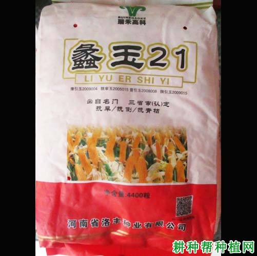 蠡玉21玉米品种好不好？