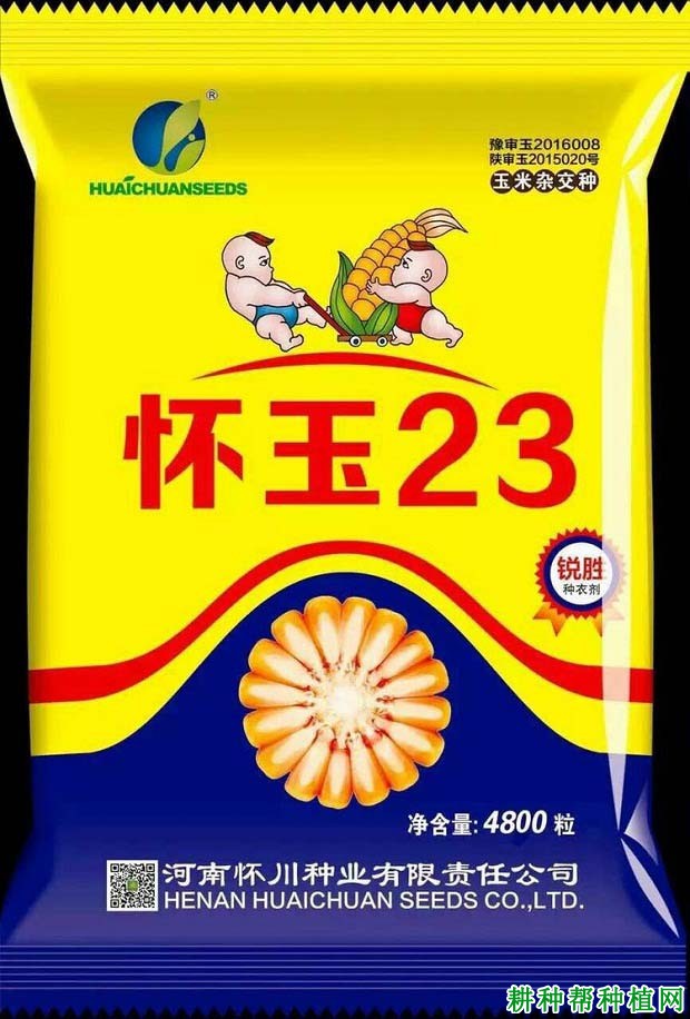 怀玉23玉米品种好不好？