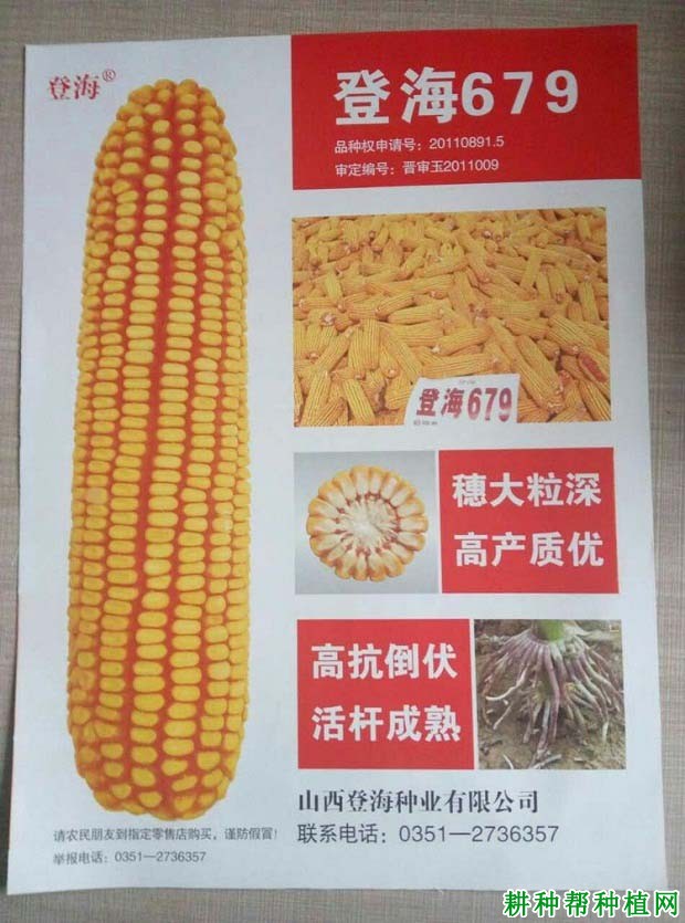 登海679玉米品种好不好？