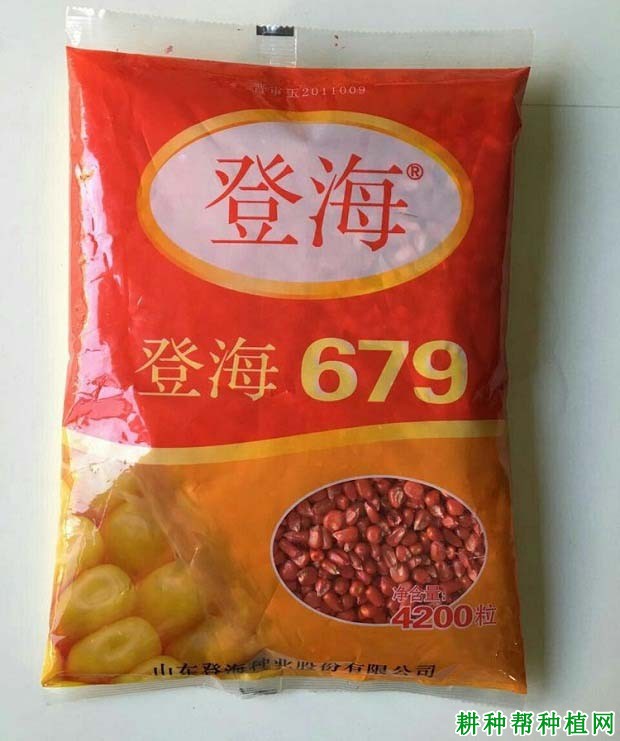 登海679玉米品种好不好？