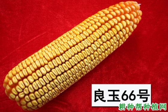 良玉66号玉米品种好不好？