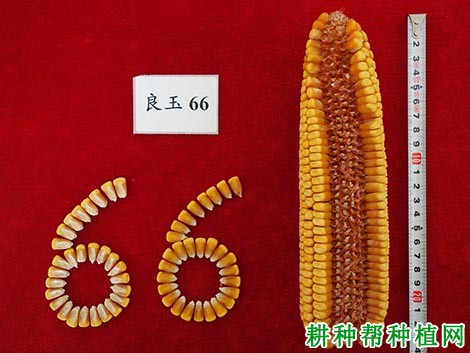 良玉66号玉米品种好不好？