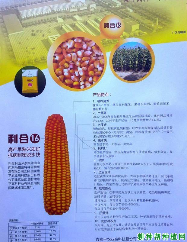 利合16玉米品种好不好？