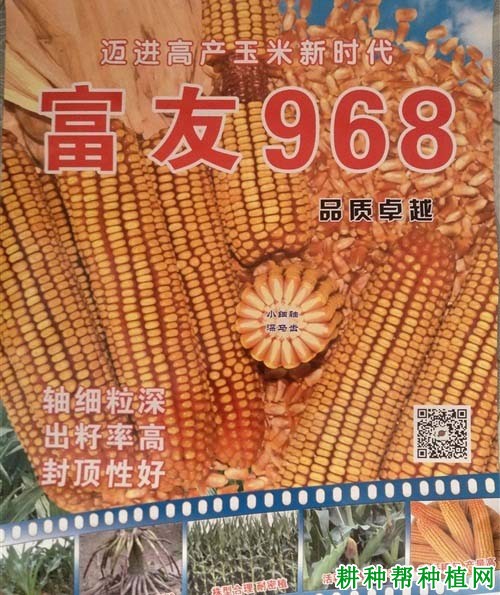 富友968玉米品种好不好？