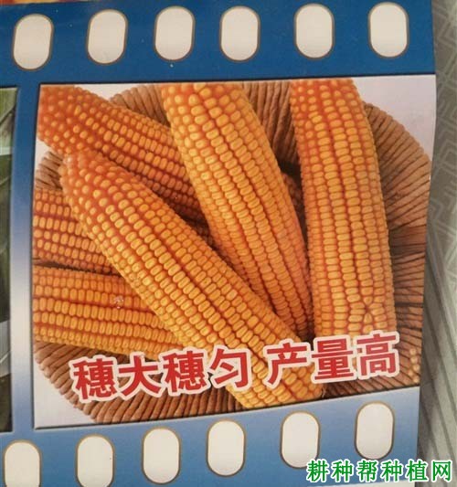 富友968玉米品种好不好？