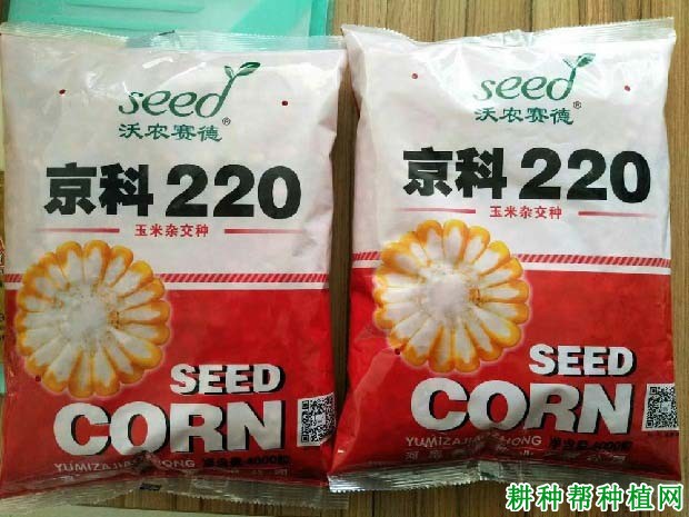 京科220玉米品种好不好？