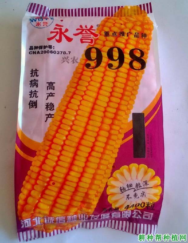 兴农998玉米品种好不好？