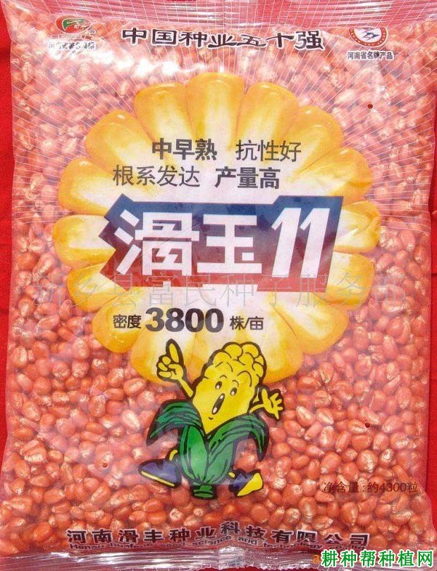 滑玉11玉米品种好不好？