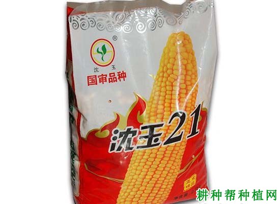 沈玉21玉米品种好不好？