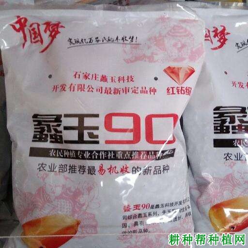 蠡玉90玉米品种好不好？