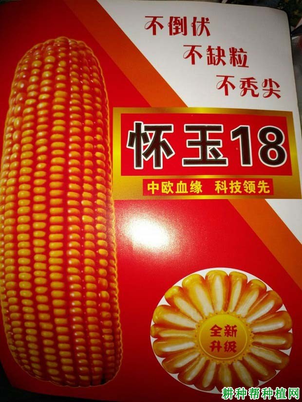 怀玉18玉米品种好不好？