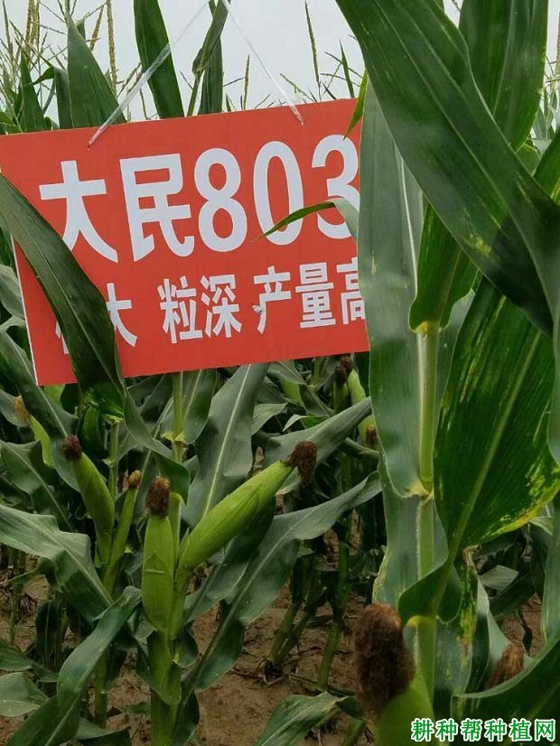 大民803玉米品种好不好？