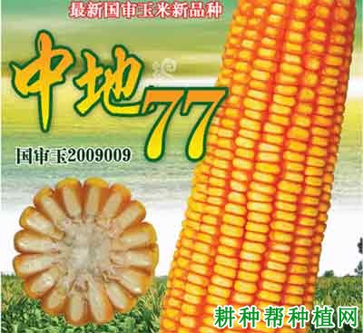 中地77号玉米品种好不好？