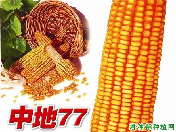 中地77号玉米品种好不好？