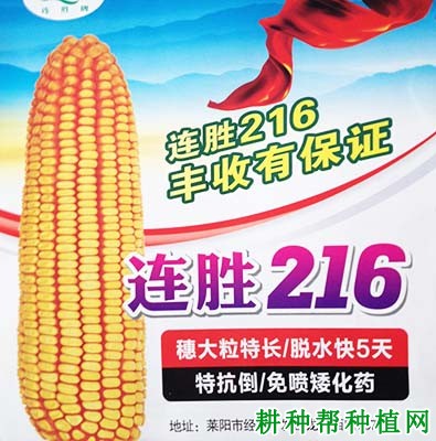 连胜216玉米品种好不好？