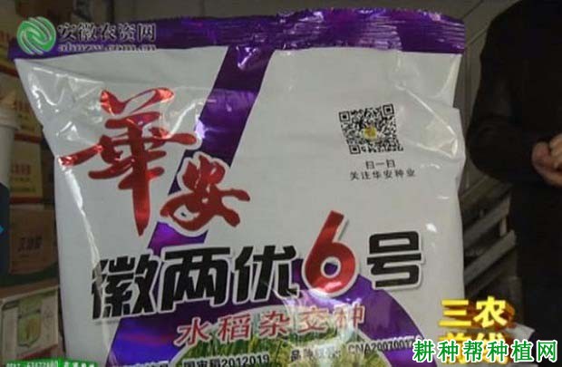 徽两优6号水稻品种好不好？