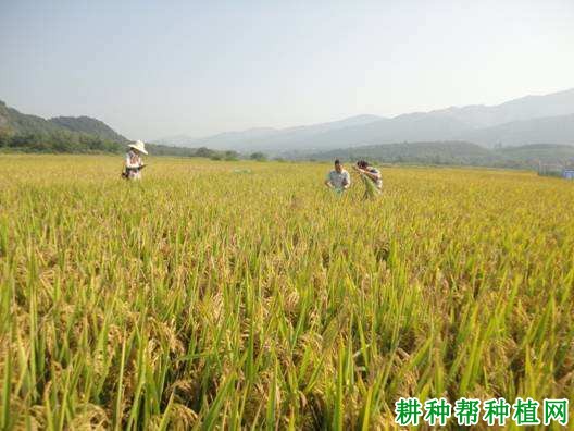 甬优1540水稻品种好不好？