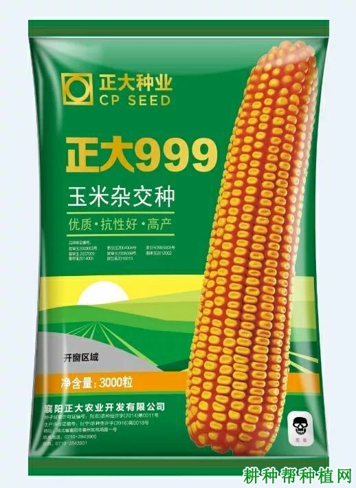 正大999玉米品种好不好？