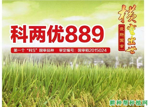 科两优889水稻品种好不好？