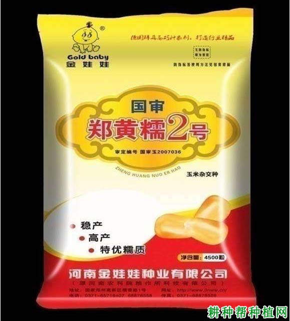 郑黄糯2号玉米品种好不好？