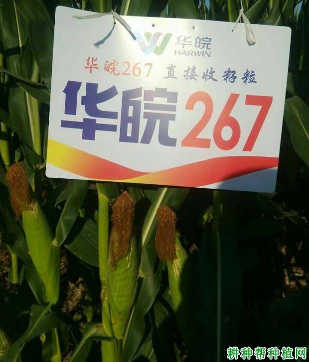 华皖267玉米品种好不好？