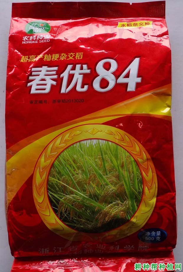 春优84水稻品种好不好？