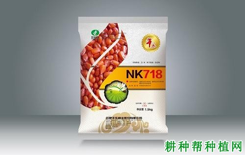 NK718玉米品种好不好？