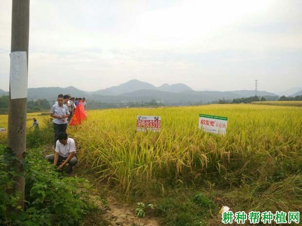 深两优9310水稻品种好不好？