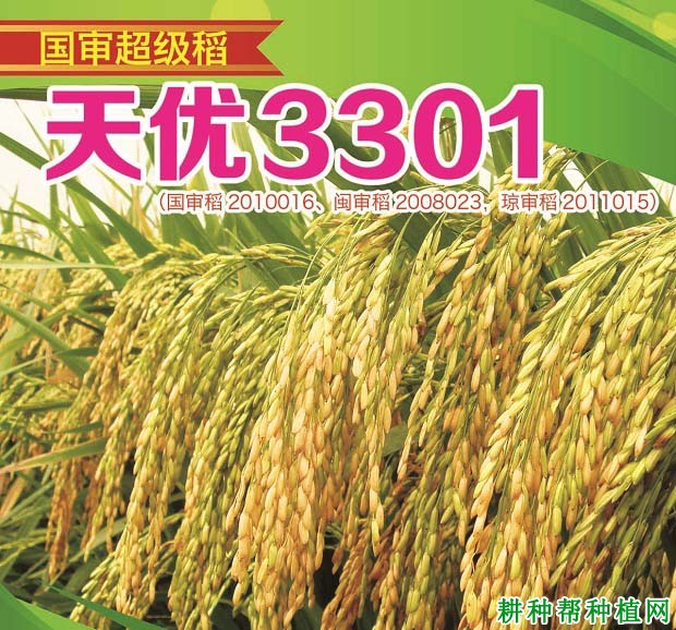 天优3301水稻品种好不好？