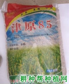 津原85水稻品种好不好？