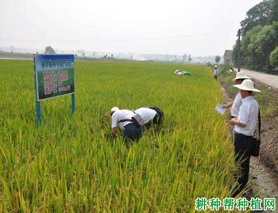 湘早籼46号水稻品种好不好？