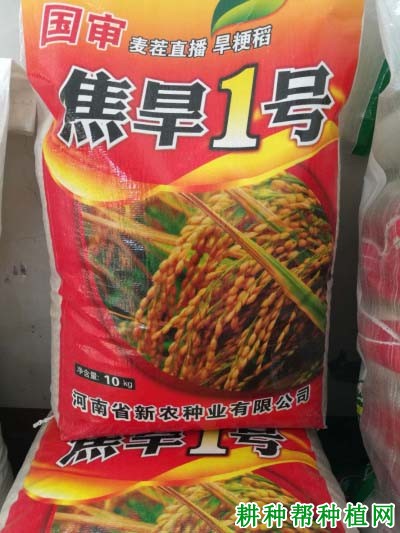 焦旱1号水稻品种好不好？