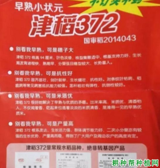 津稻372水稻品种好不好？